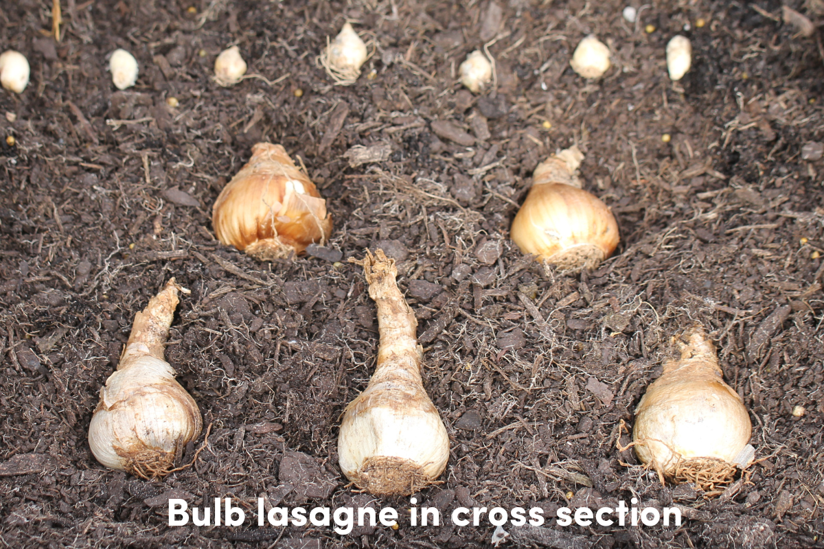 Bulb Lasagne Layered Planting for Spectacular Bulbs The Seed Collection